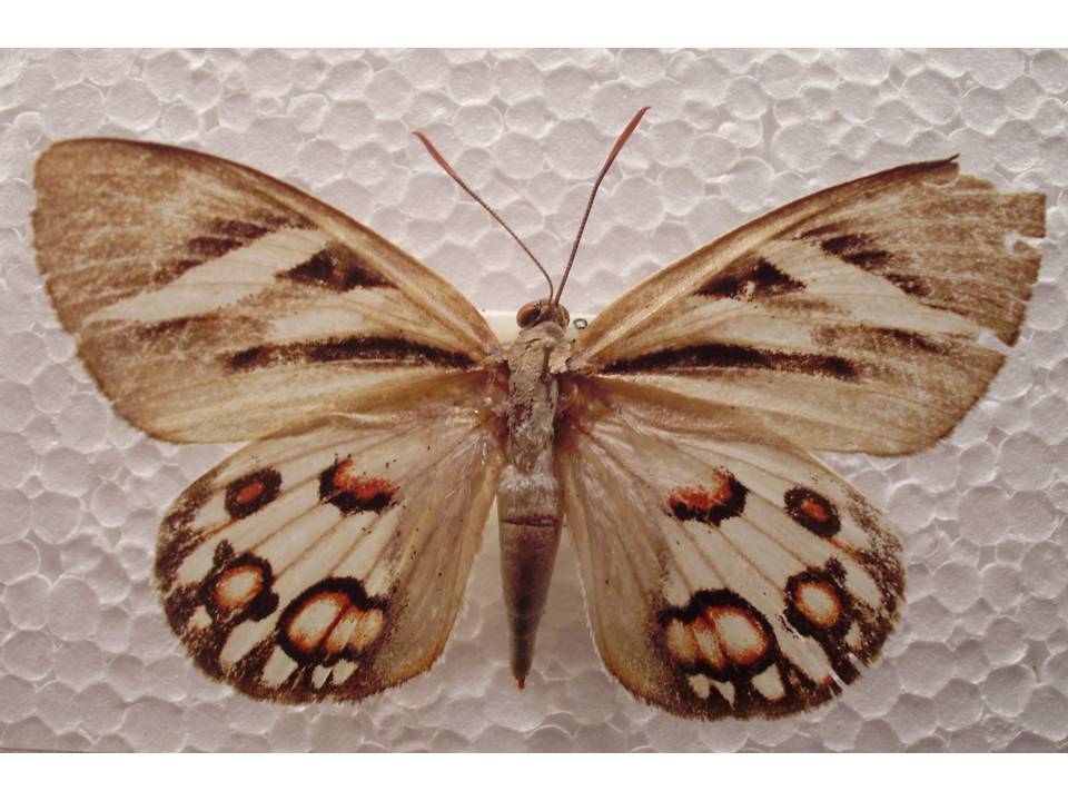 FIGURE 5 FIGURE 5